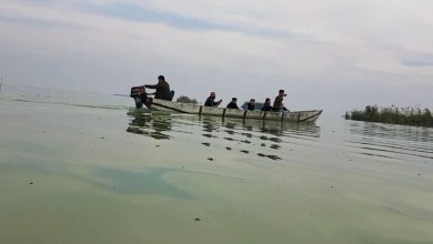 نفوق الأسماك