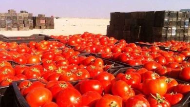 محصول الطماطم