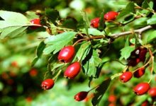 ثمار الزعرور