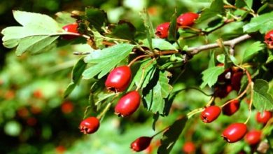 ثمار الزعرور