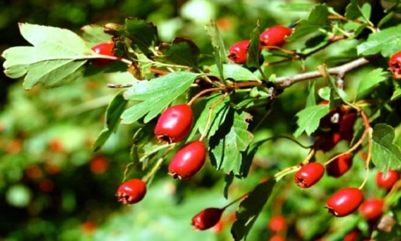 ثمار الزعرور