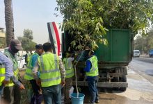 الأشجار الظليلة