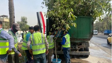 الأشجار الظليلة