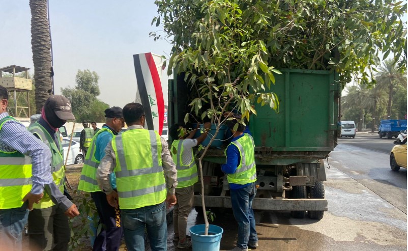 الأشجار الظليلة