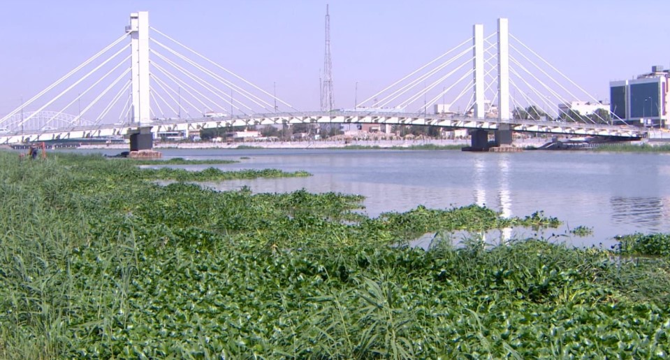 زهرة النيل